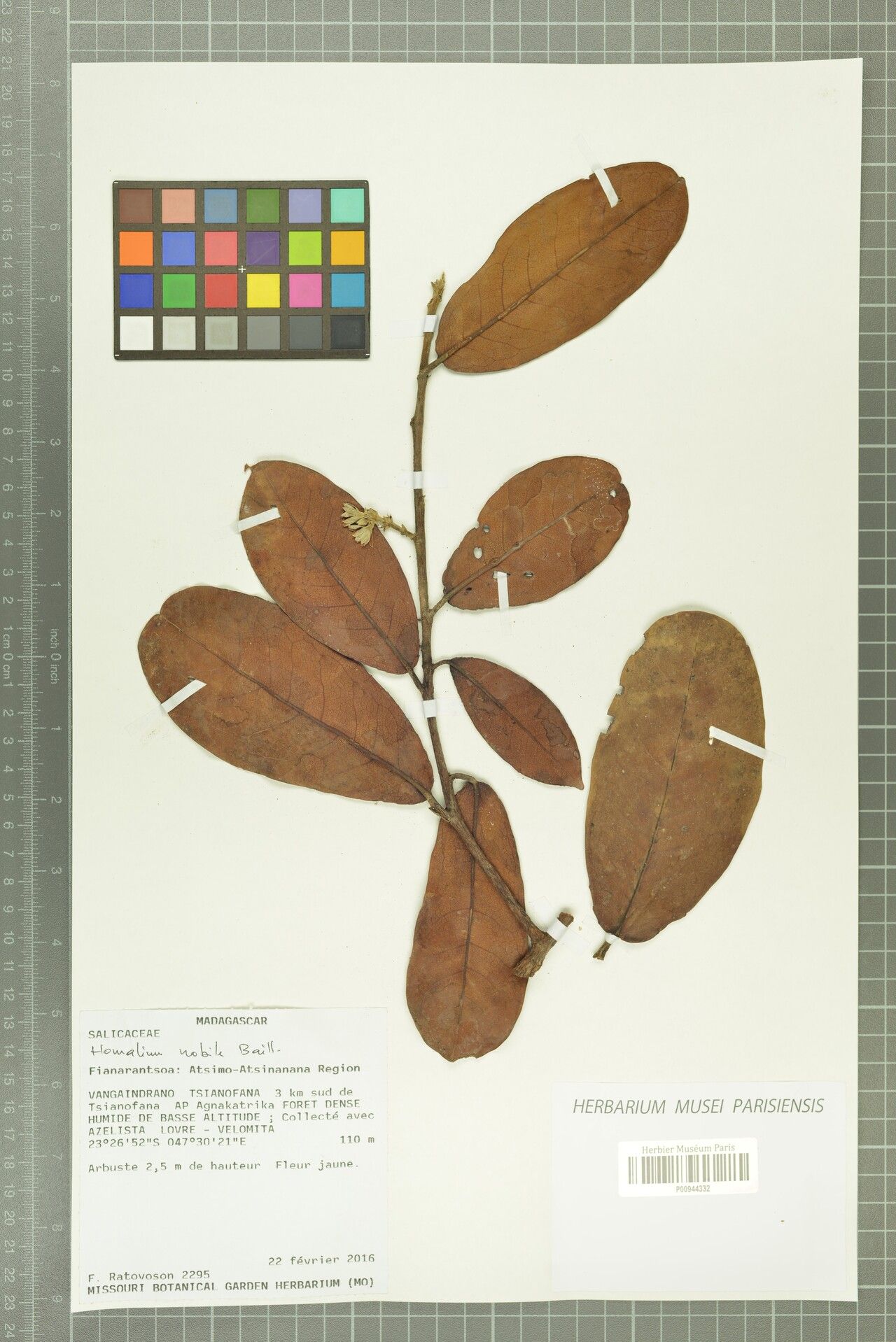 Homalium nobile — houseplant care guide