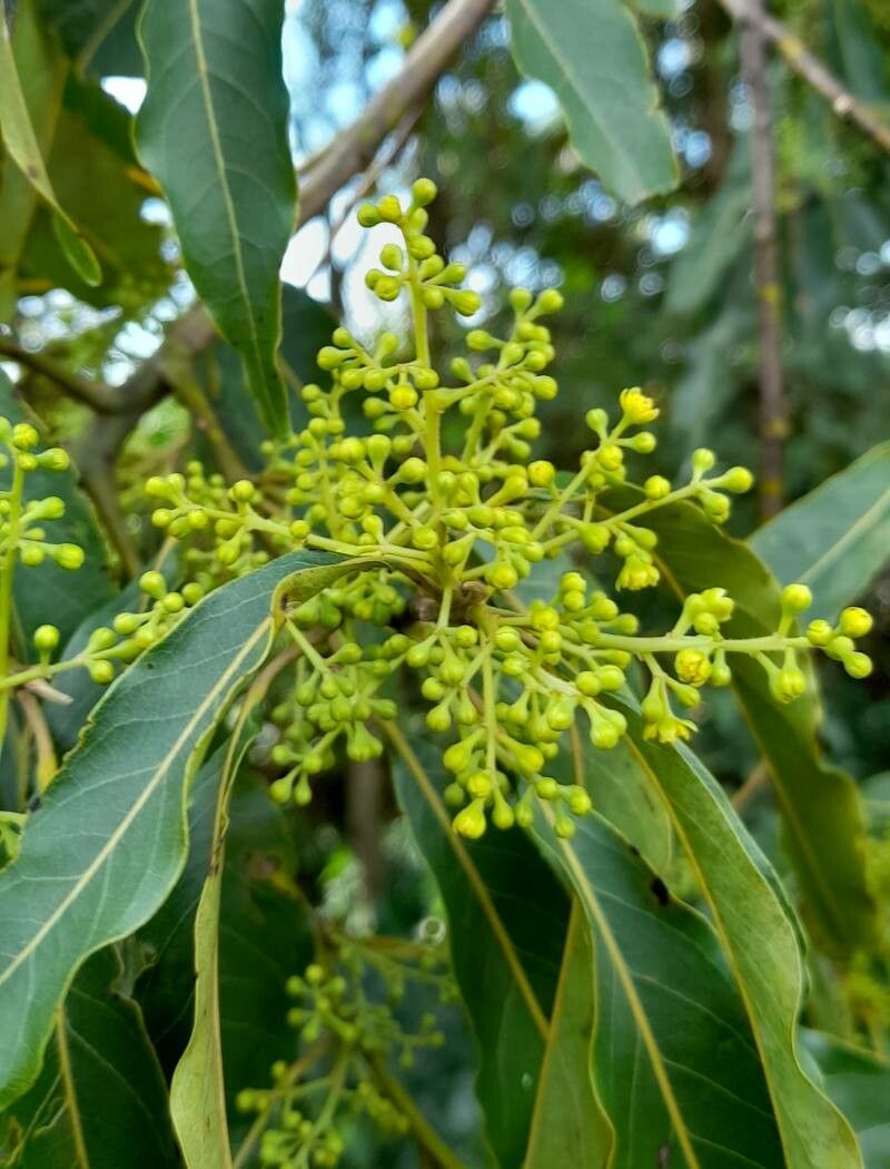 Ocotea puberula flower