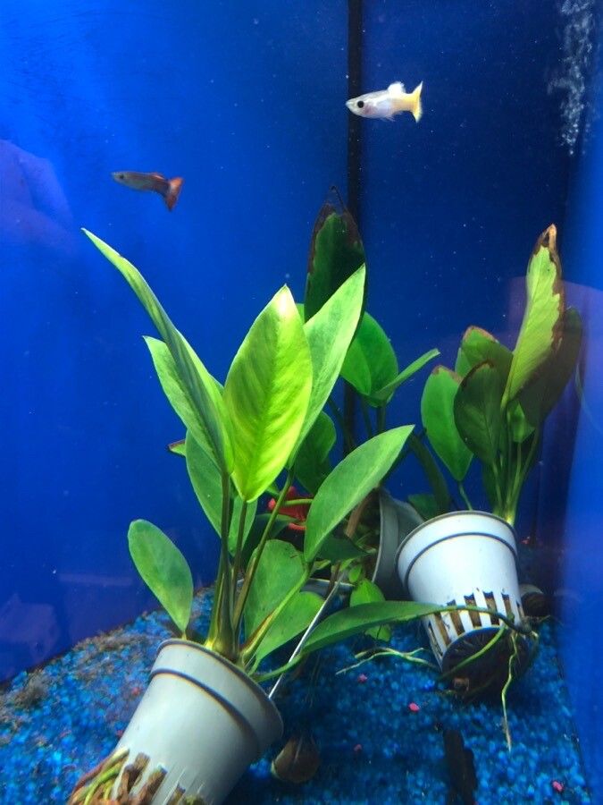 Anubias barteri leaf