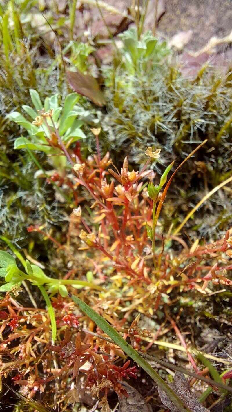 Crassula peduncularis — houseplant care guide