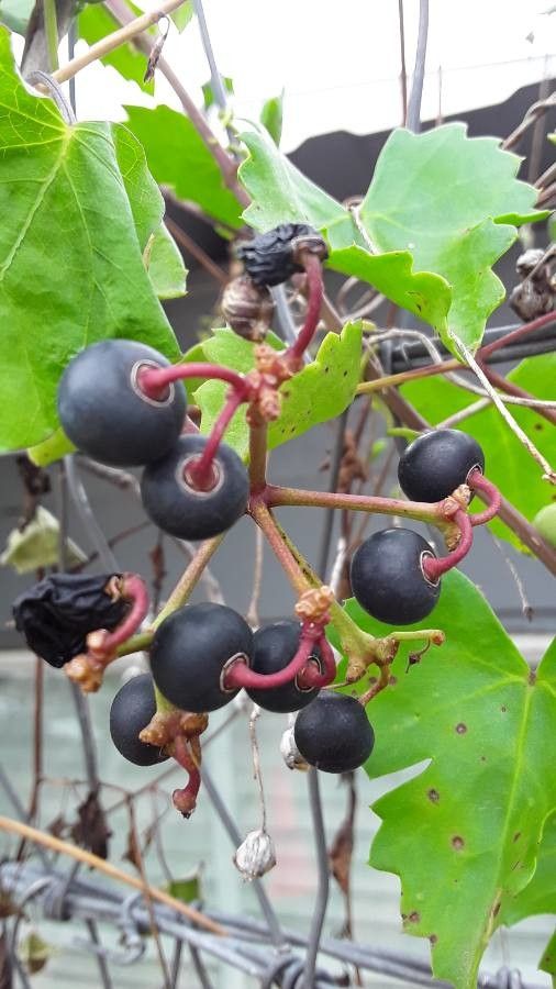 Ipomoea cordatotriloba fruit