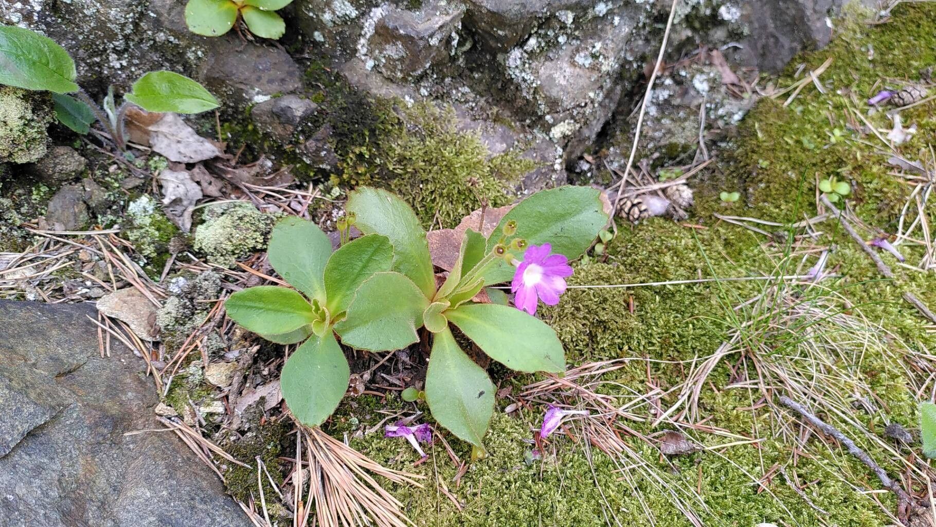 Primula villosa flower