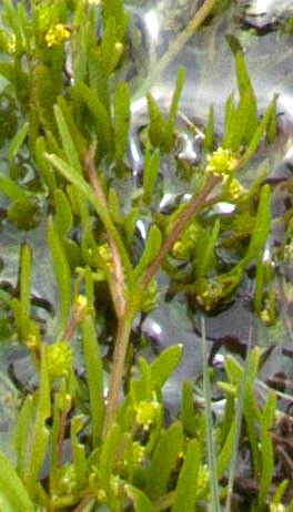 Ranunculus nodiflorus flower