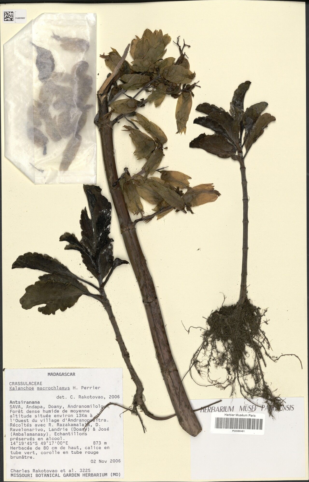 Kalanchoe macrochlamys — houseplant care guide