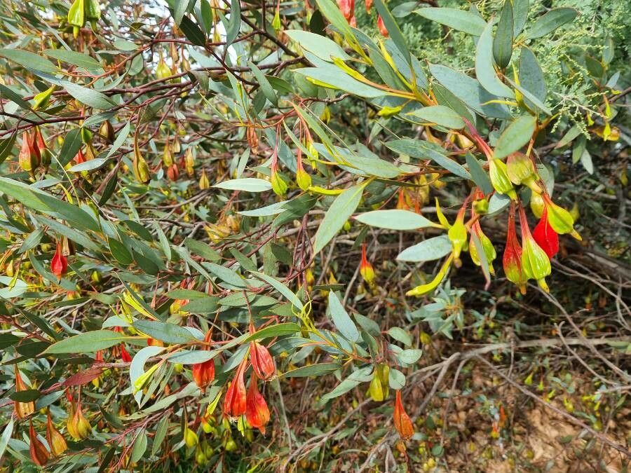 Eucalyptus forrestiana other