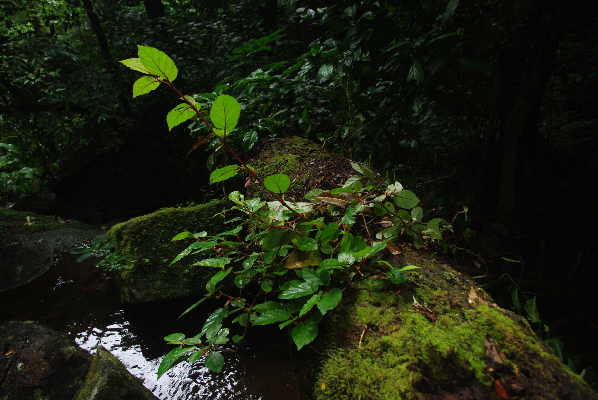 Begonia fusialata habit