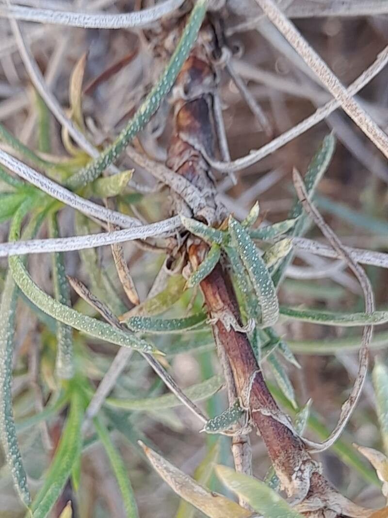 Acantholimon scorpius bark