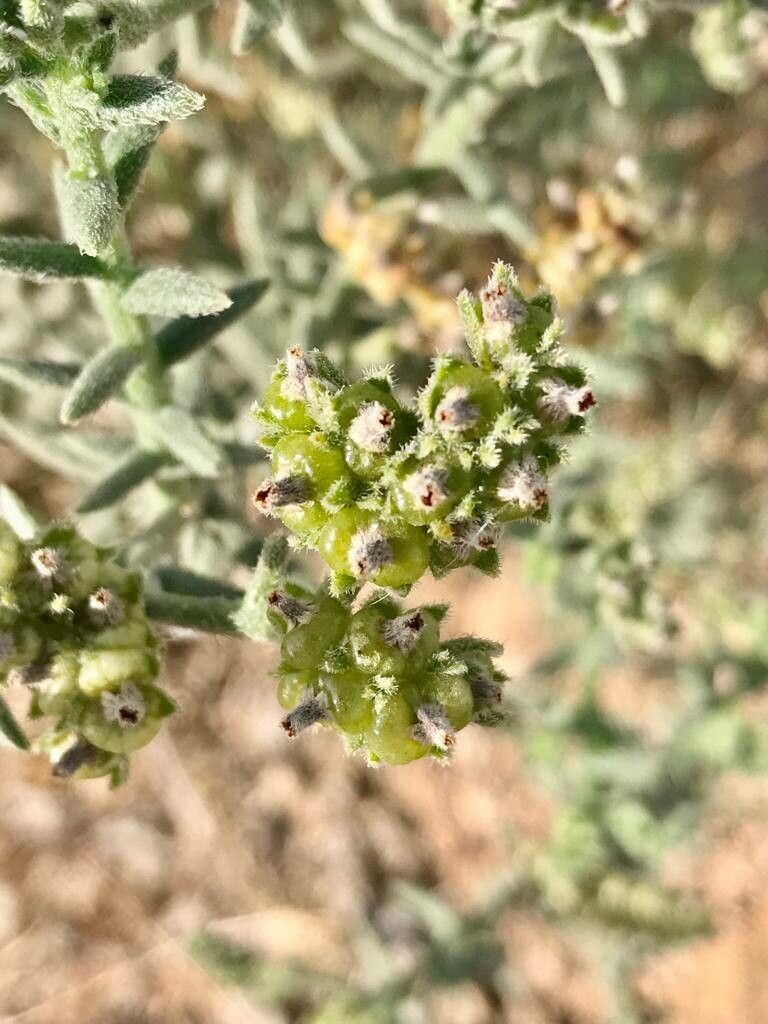 Heliotropium bacciferum fruit
