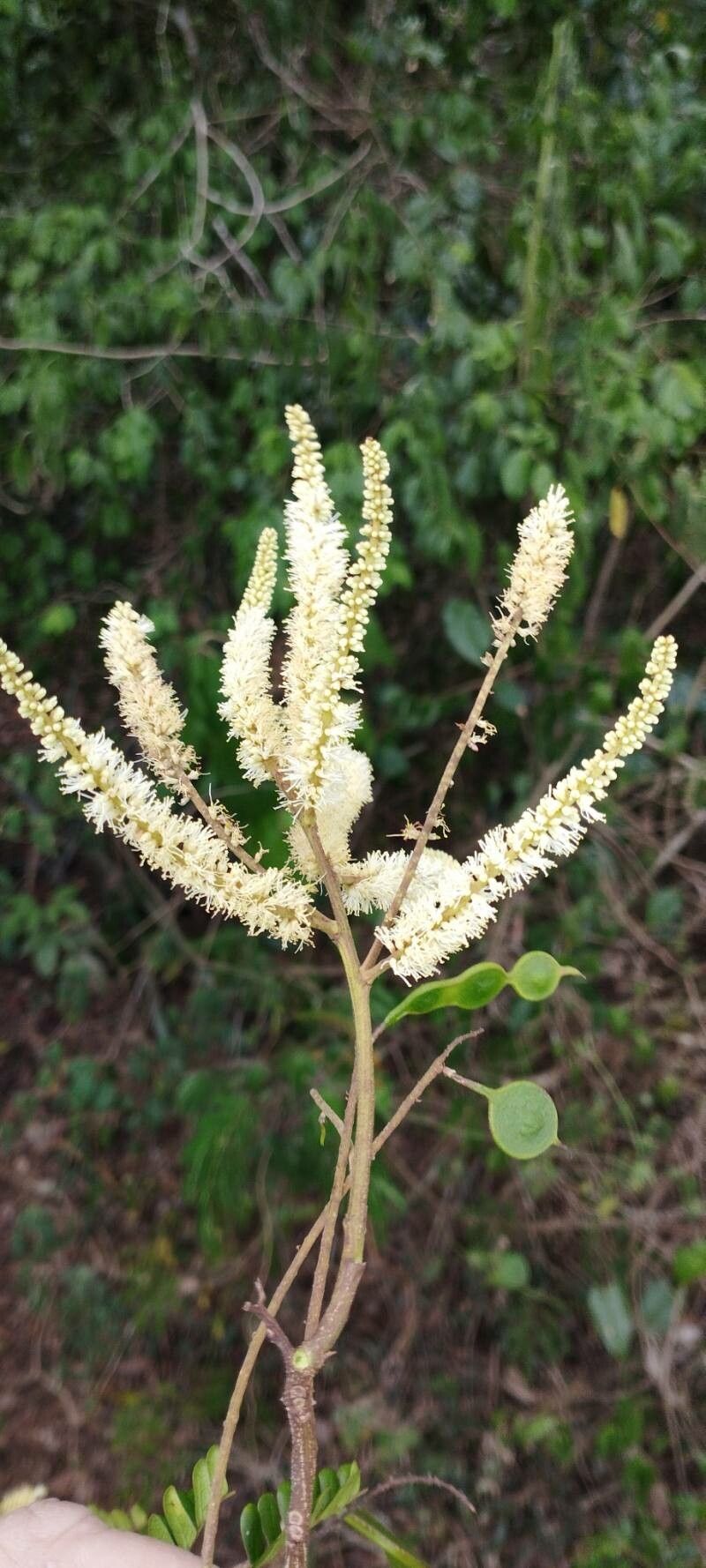 Pseudopiptadenia bahiana — related species from the same genus
