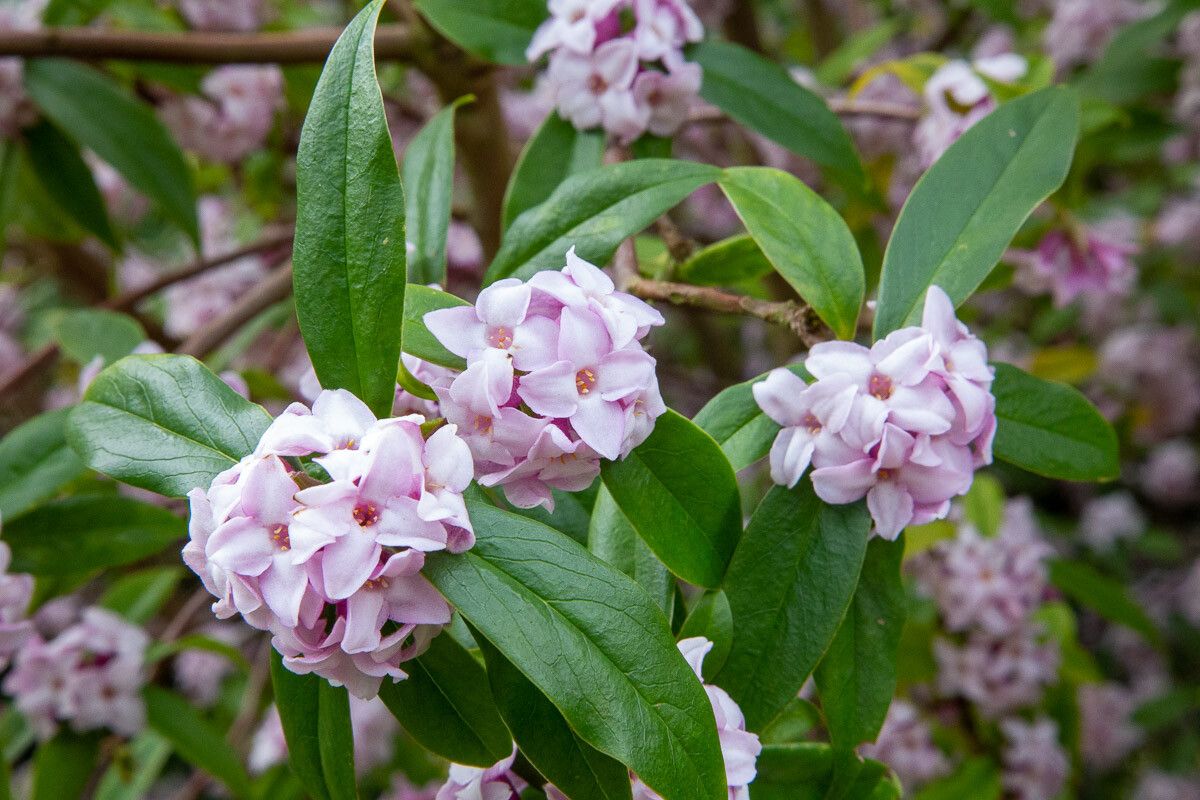 Daphne bholua flower