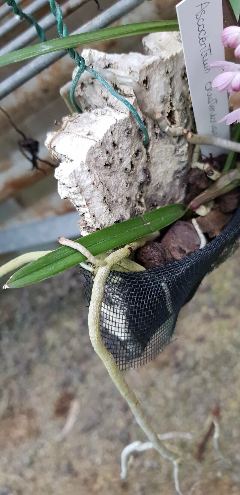 Vanda christensoniana — search result for 'Vanda'
