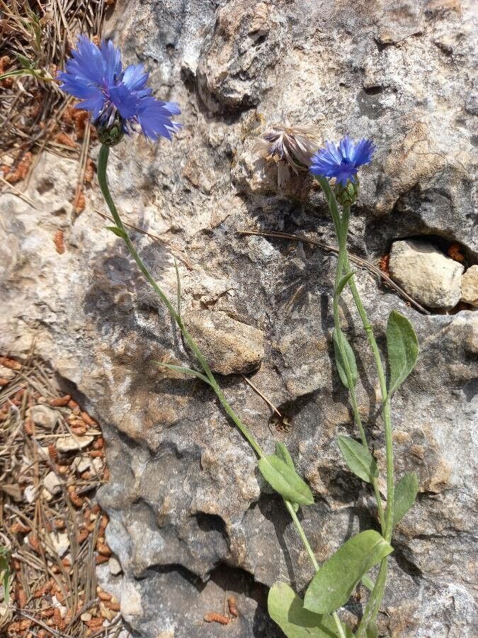 Centaurea cyanoides habit