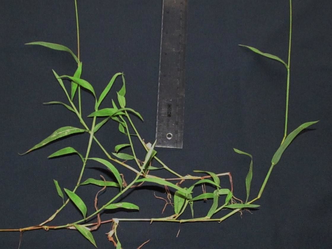 Digitaria bicornis other