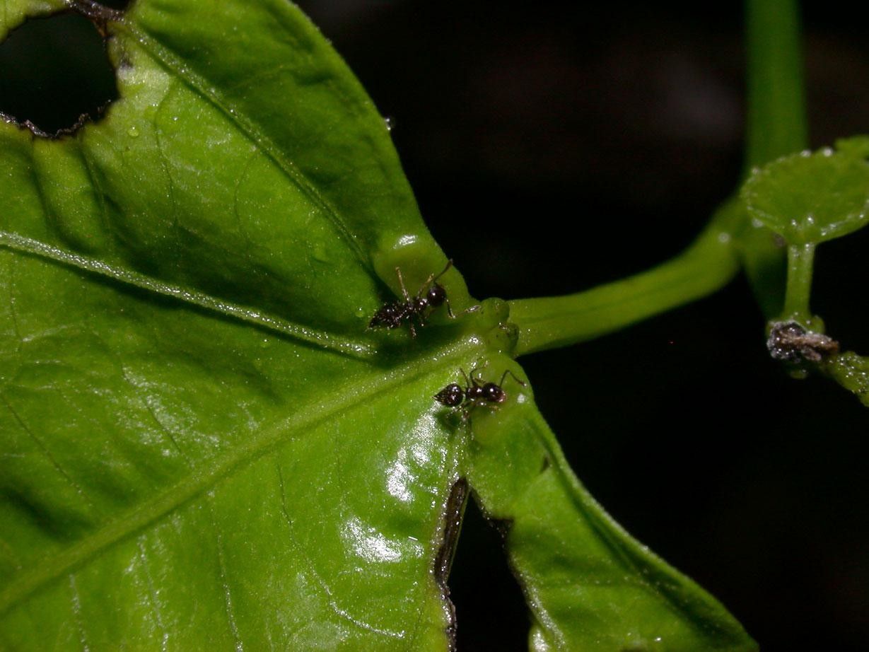 Plukenetia stipellata bark