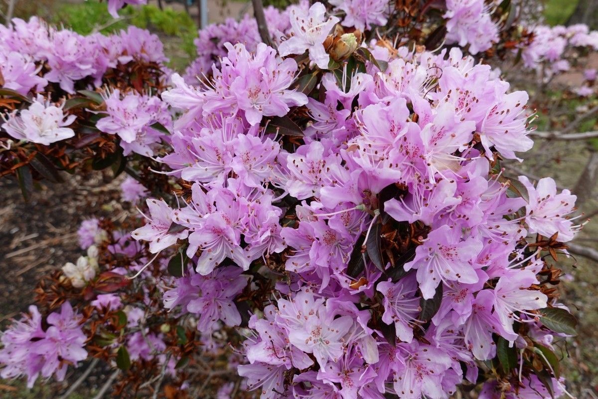 Rhododendron siderophyllum flower