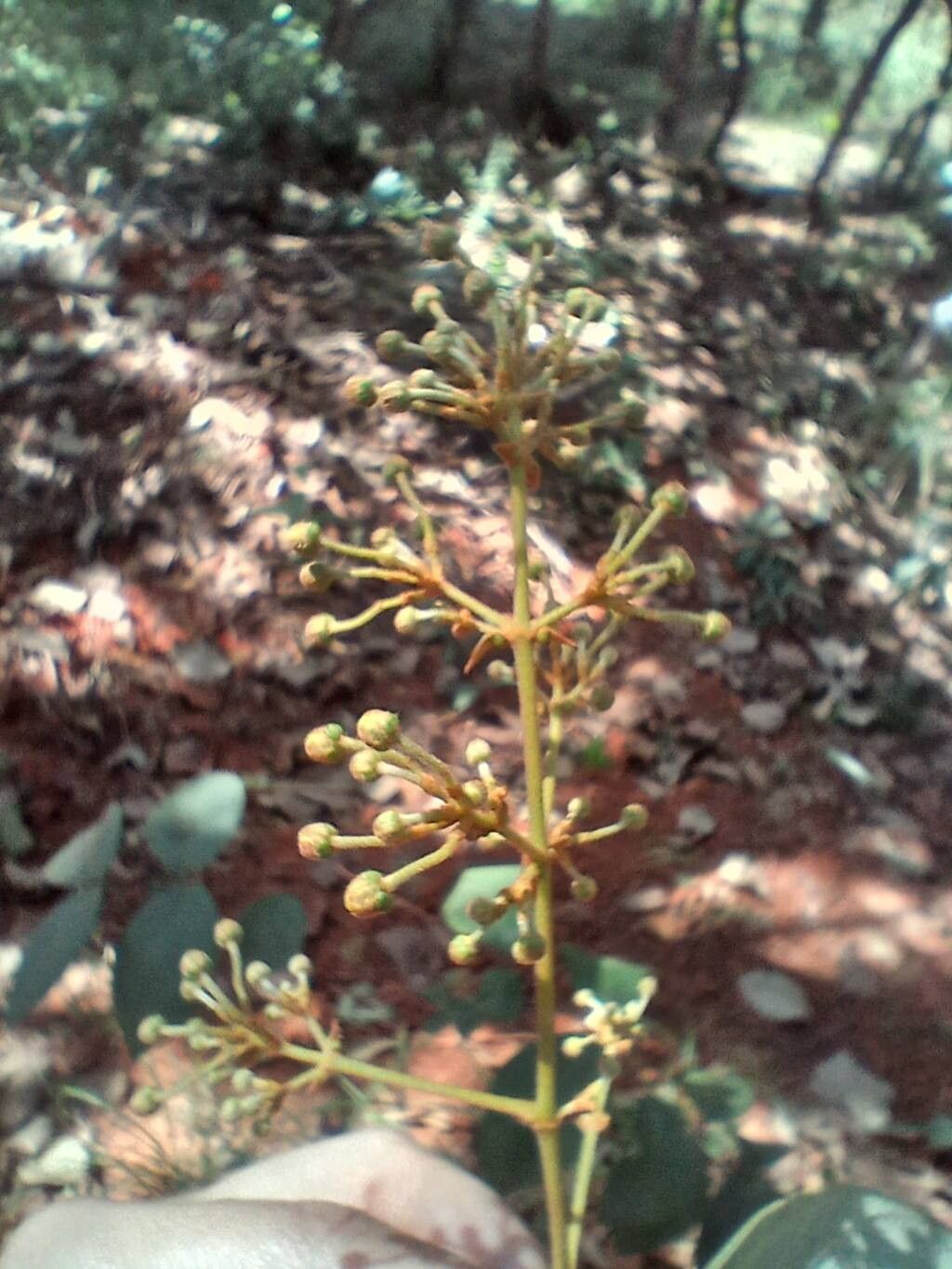 Heteropterys oberdanii flower
