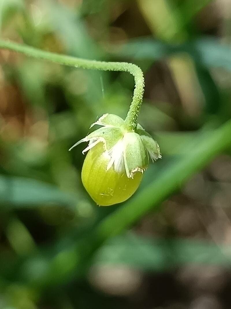 Stellaria palustris fruit