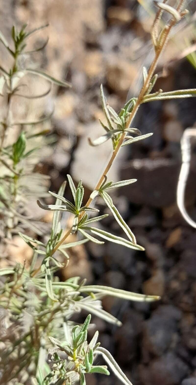 Stevia gilliesii leaf