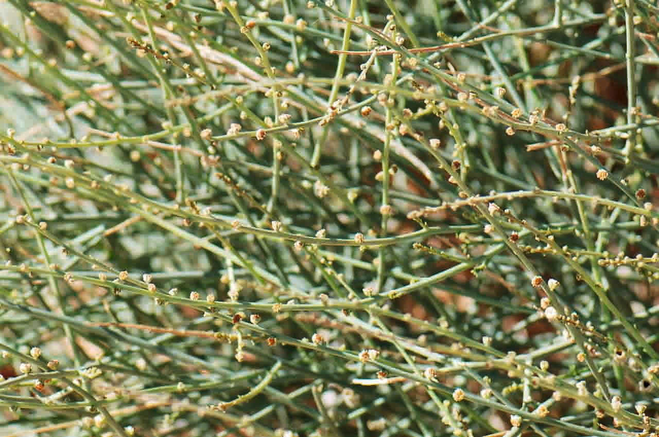 Randonia africana — search result for 'Libya'