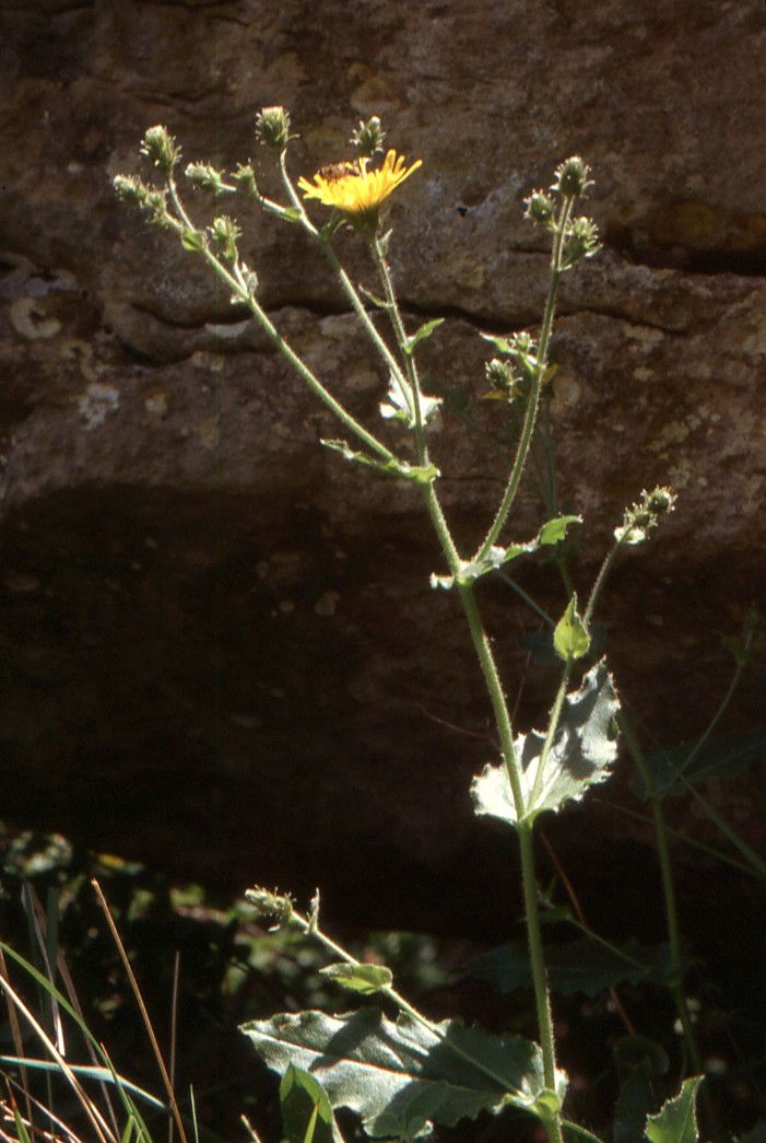 Hieracium lawsonii habit