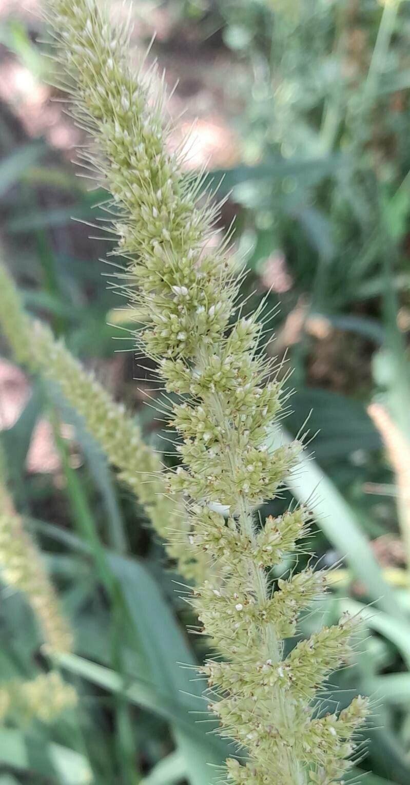 Setaria lachnea flower