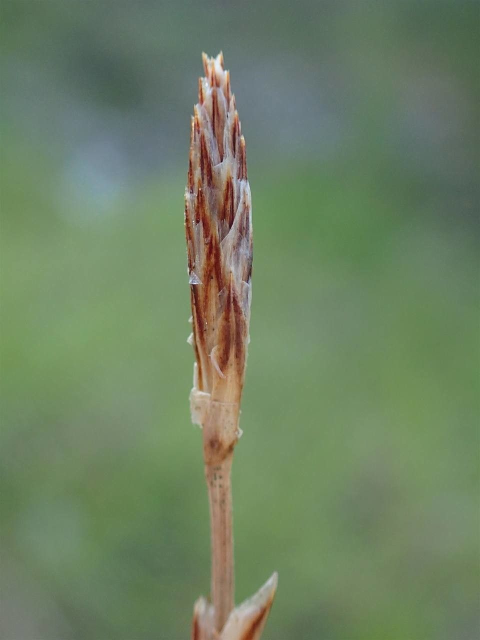 Carex humilis fruit