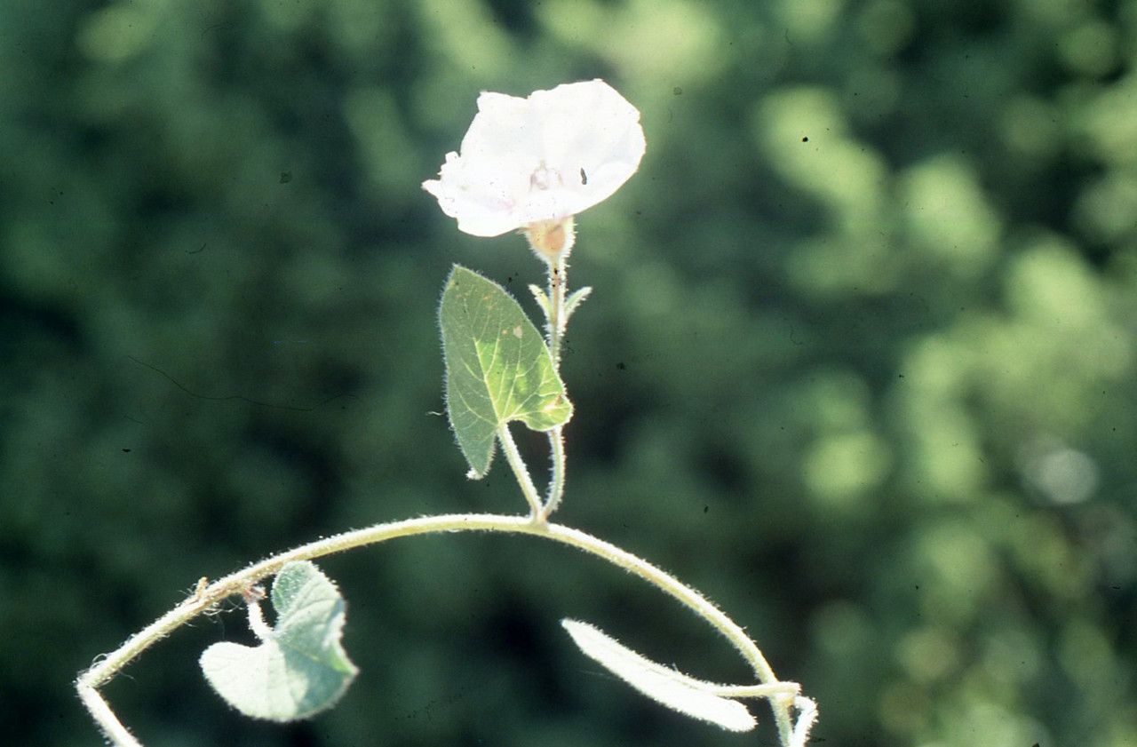 Convolvulus betonicifolius habit