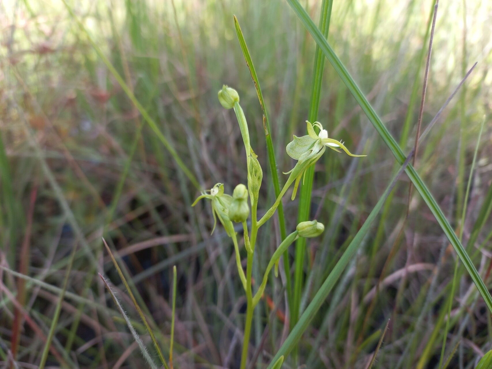 Habenaria weberiana — houseplant care guide