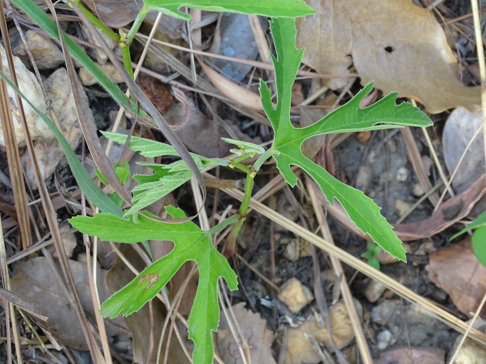 Cissus palmatifida — houseplant care guide