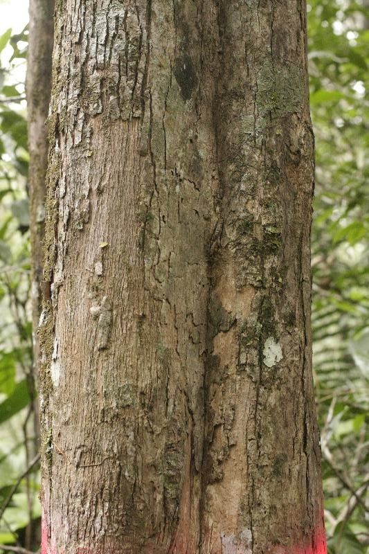 Micropholis cayennensis bark