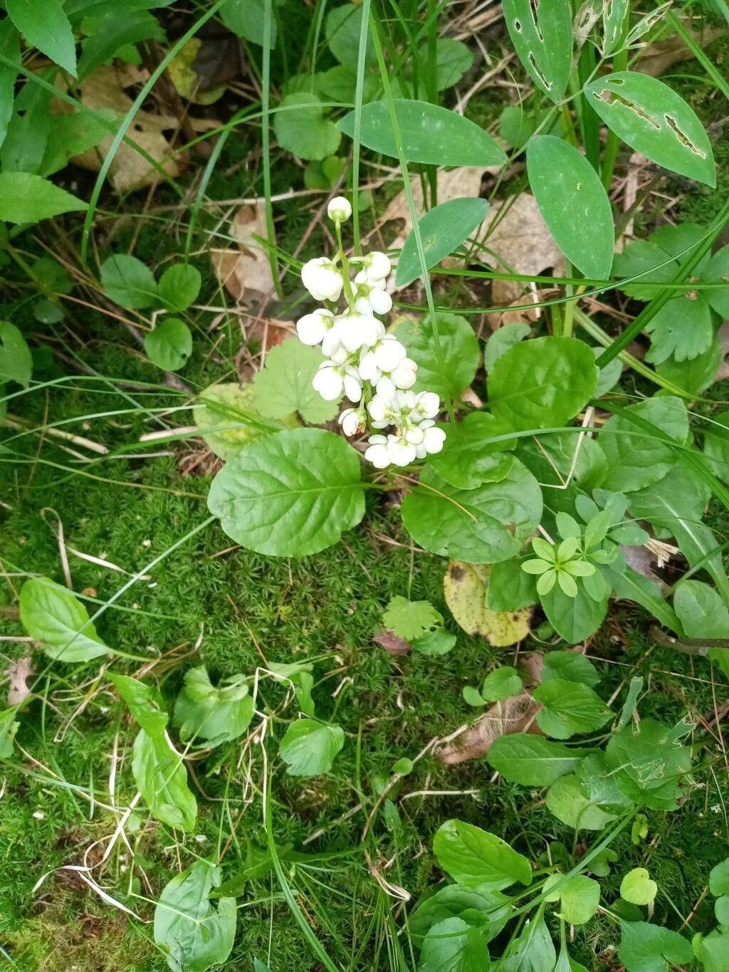 Pyrola elliptica habit