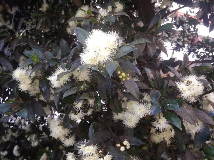 Amomyrtus meli — search result for 'Myrtaceae'