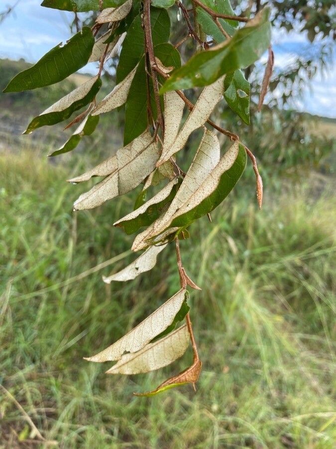 Croton dichogamus leaf
