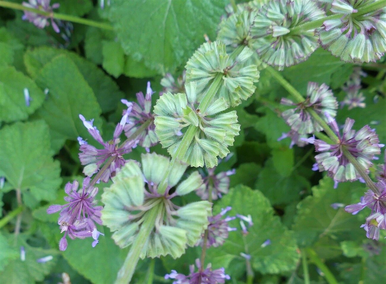 Salvia verticillata fruit