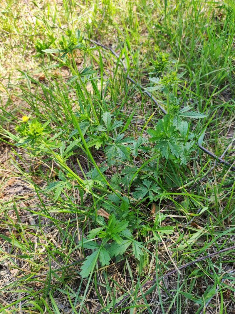 Potentilla intermedia habit