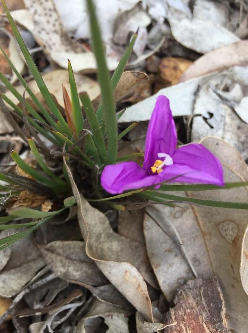 Patersonia pygmaea — related species from the same genus