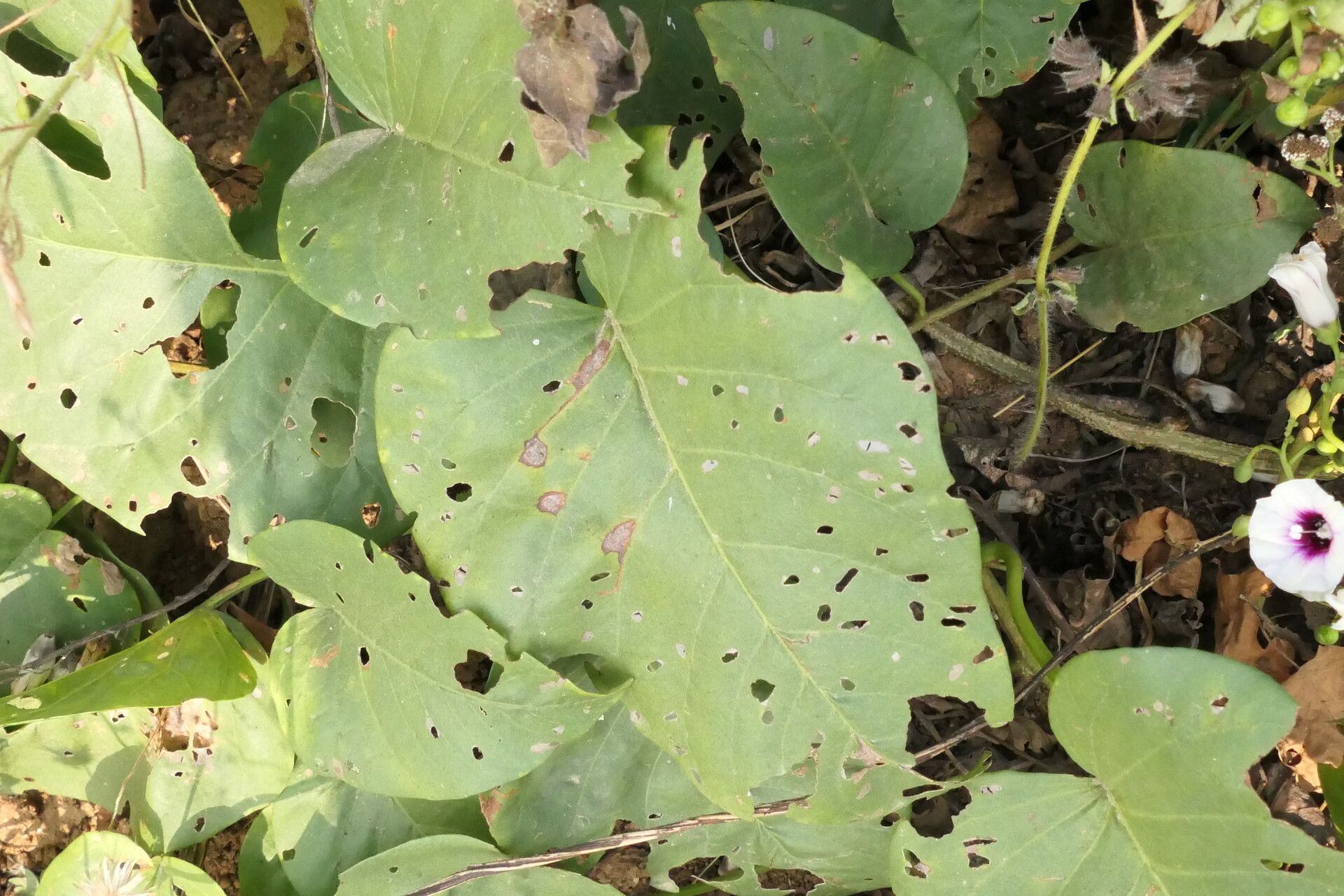 Ipomoea staphylina — houseplant care guide