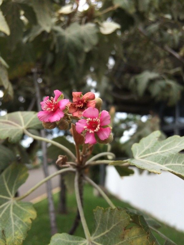 Ruizia cordata flower