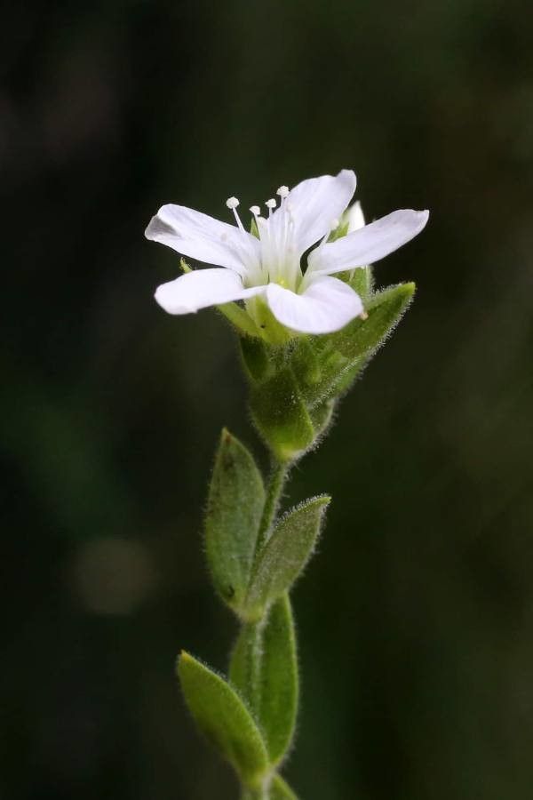 Minuartia saxifraga flower