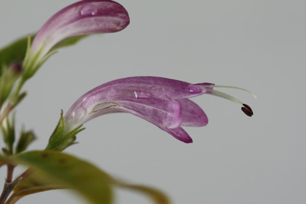 Graptophyllum macrostemon flower