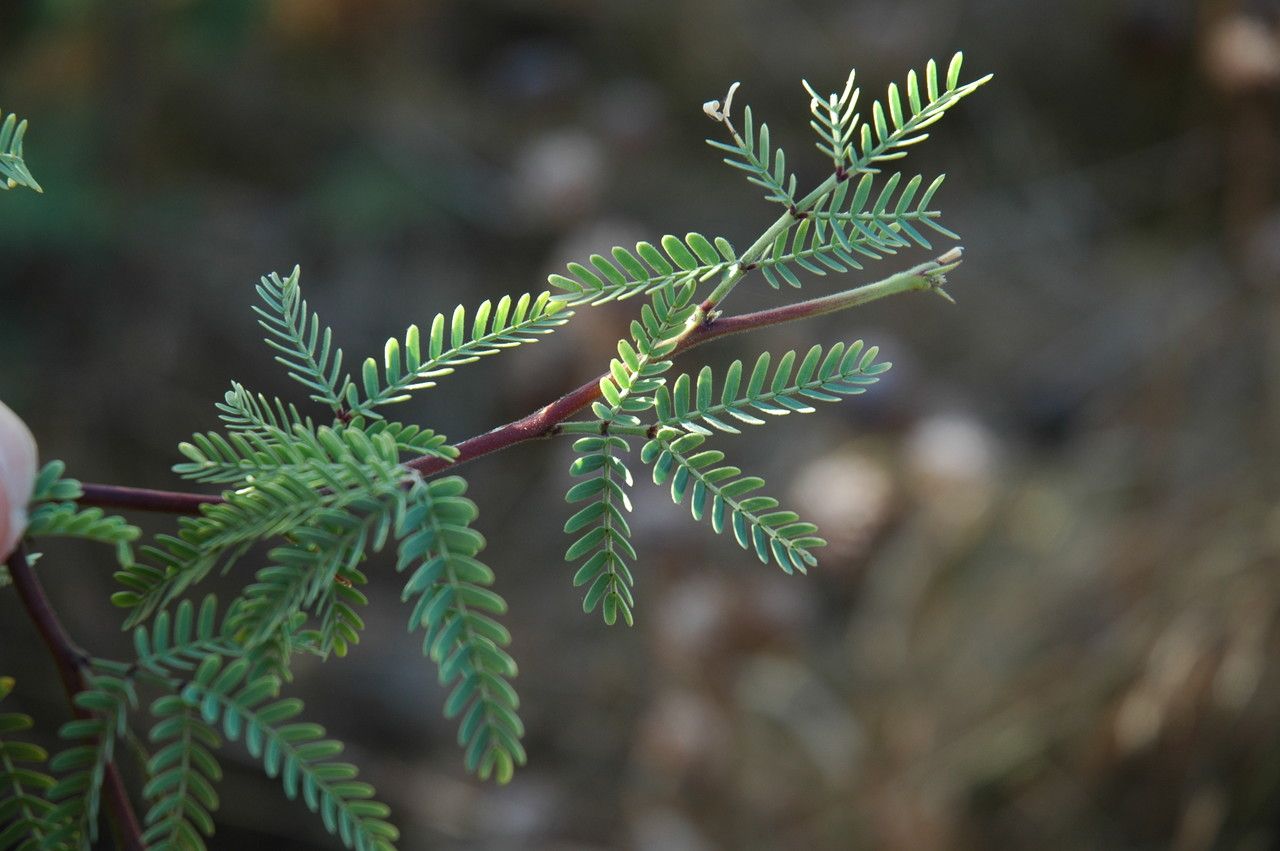 Prosopis pallida — search result for 'Prosopis'
