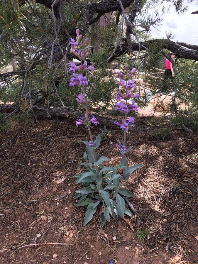 Penstemon secundiflorus habit