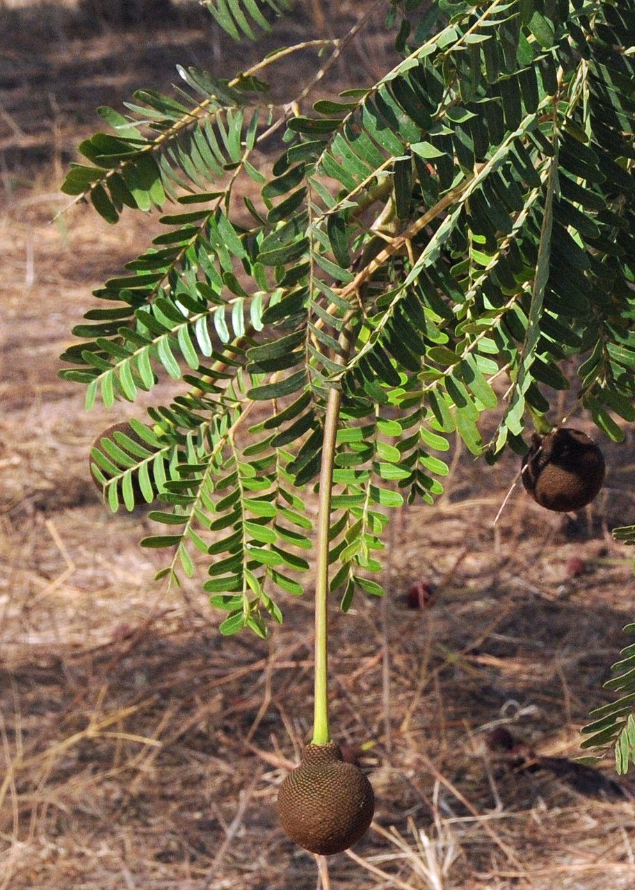 Parkia biglobosa leaf