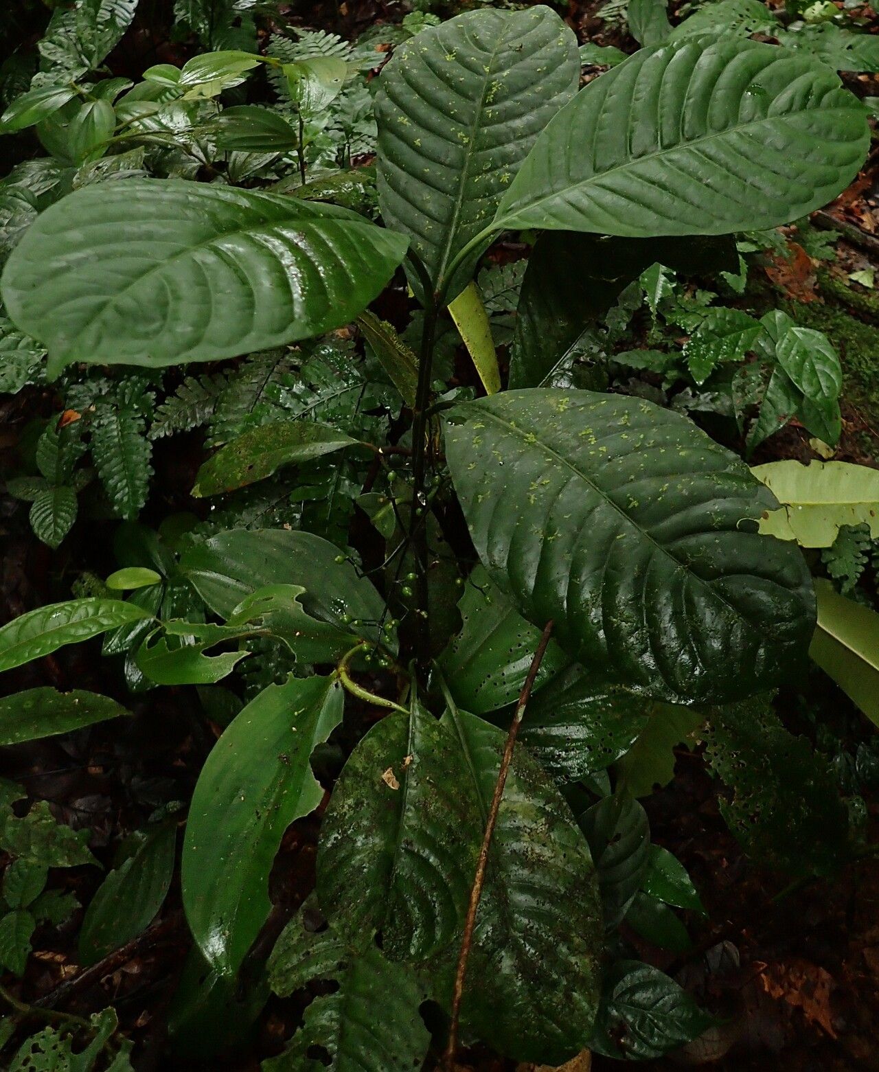 Psychotria pendulothyrsa — houseplant care guide