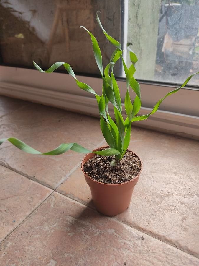 Albuca acuminata