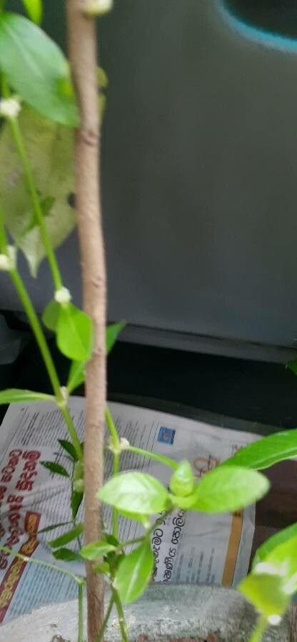 Kopsia fruticosa bark