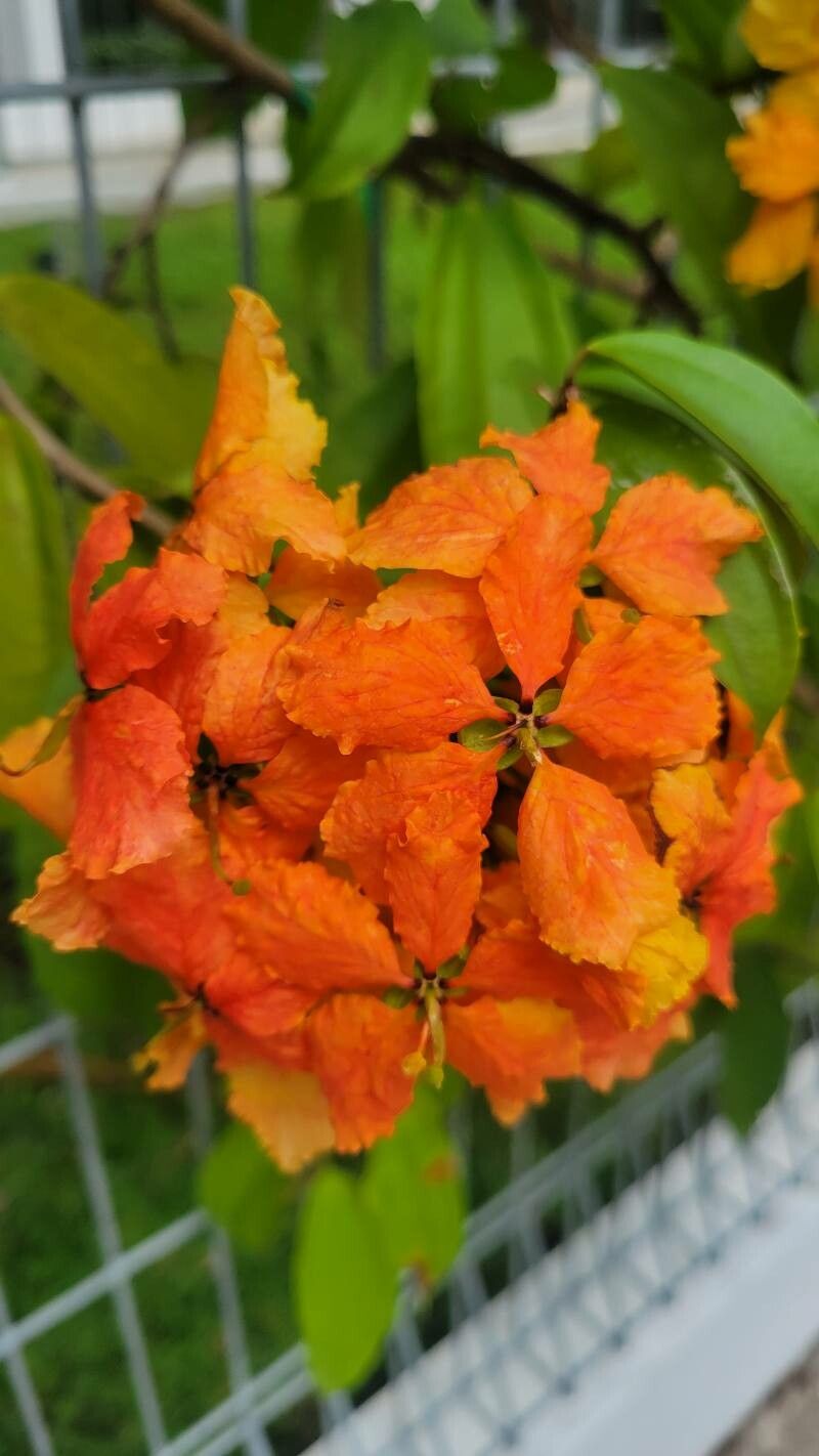 Phanera kockiana flower