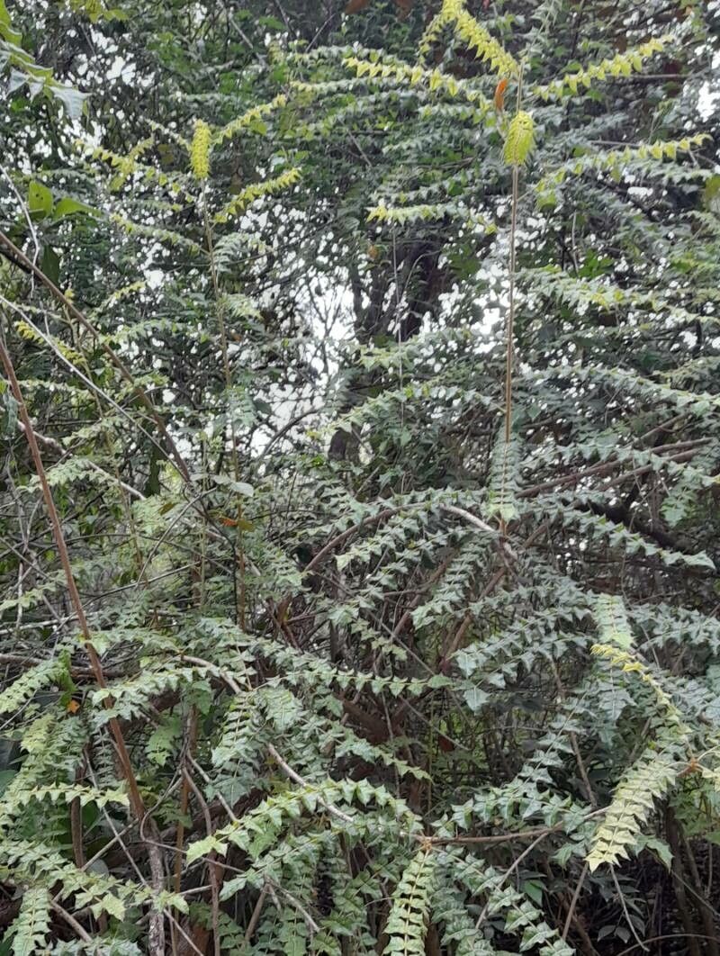 Comocladia dodonaea habit