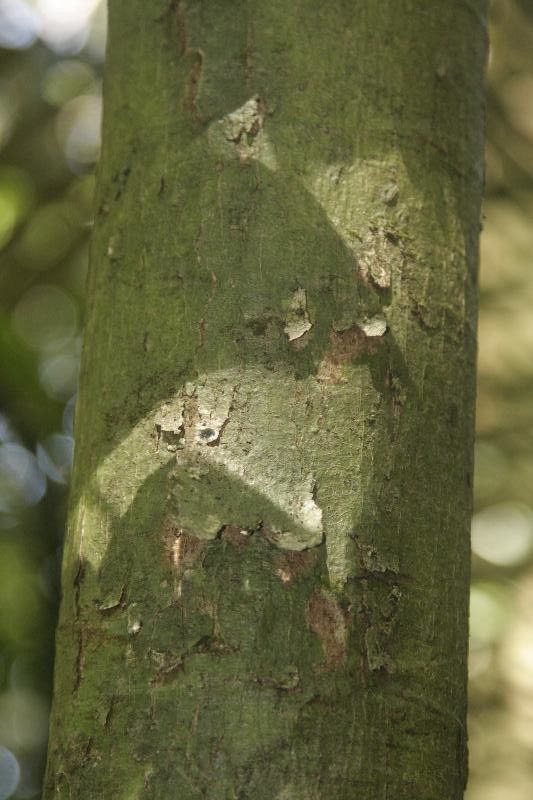 Licania laevigata bark