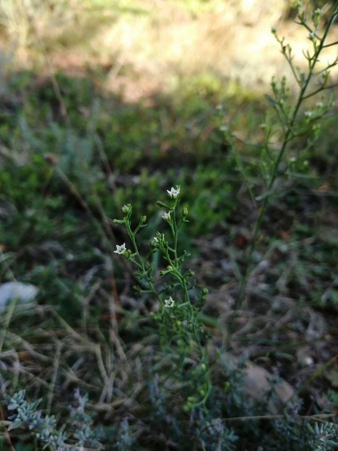 Thesium humifusum flower